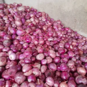 Fresh Onion – Farm Fresh & High Quality