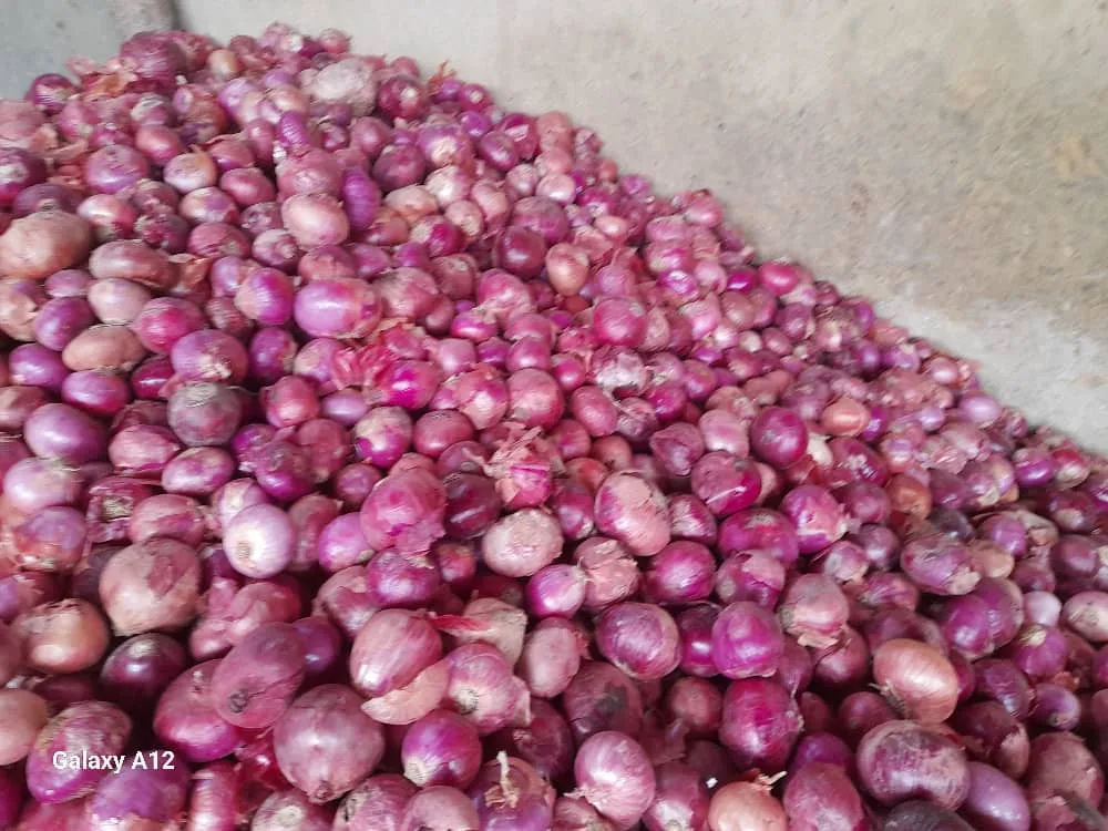 Fresh Onion – Farm Fresh & High Quality