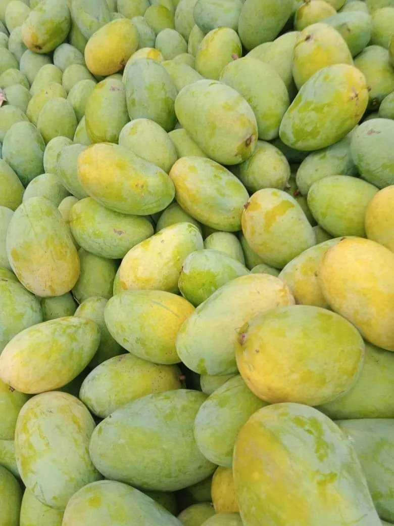 Fresh Mangoes - Image 2