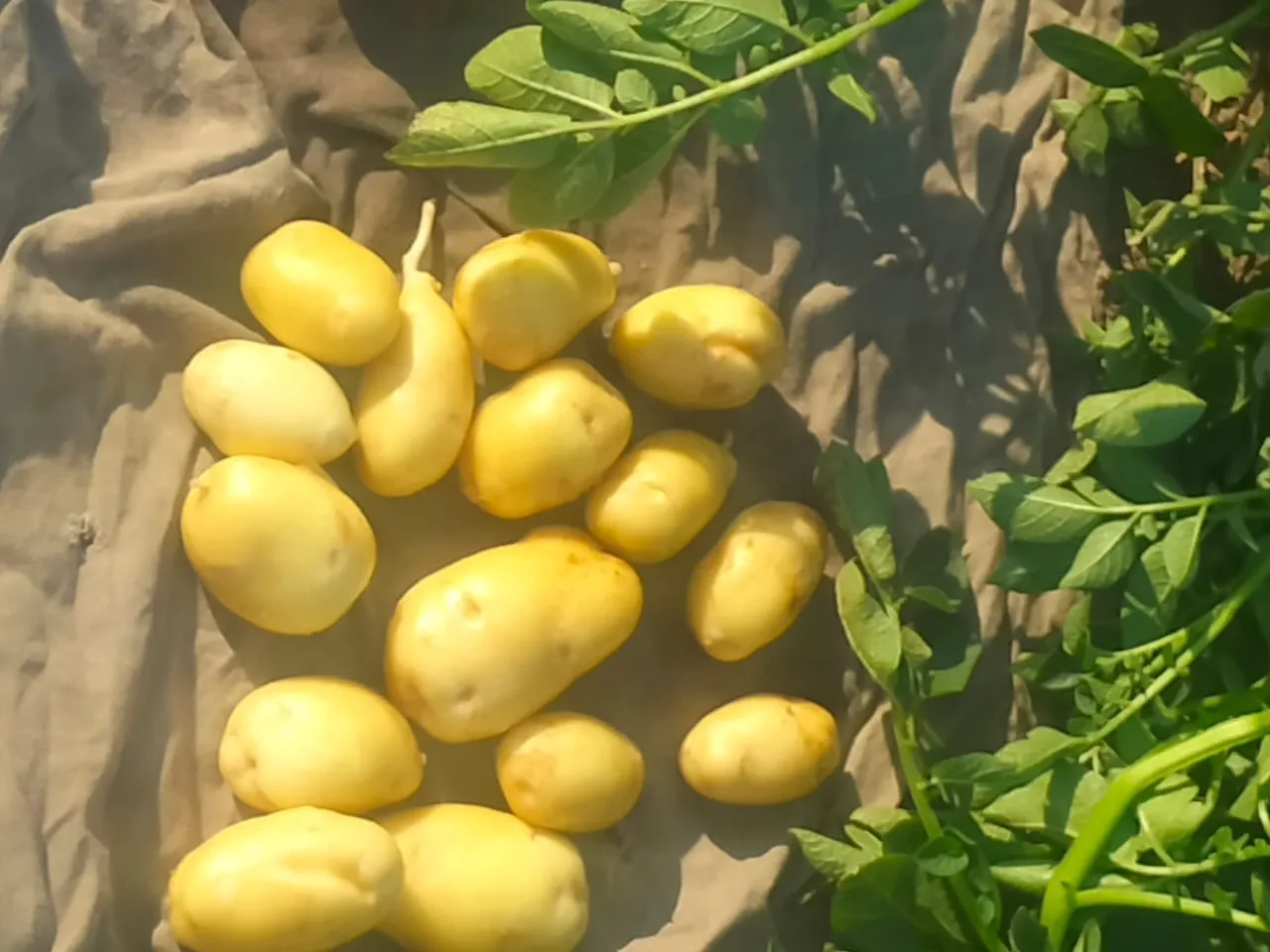 Fresh Potatoes From Attari & Co