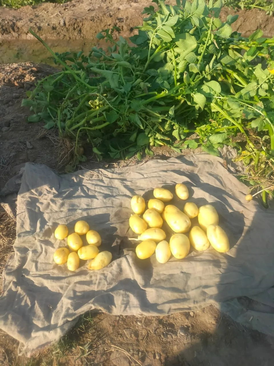 Fresh Potatoes From Attari & Co