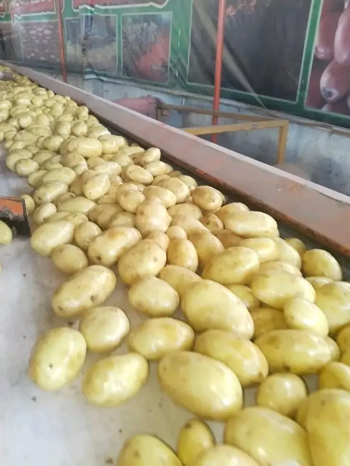 Fresh Potatoes From Attari & Co